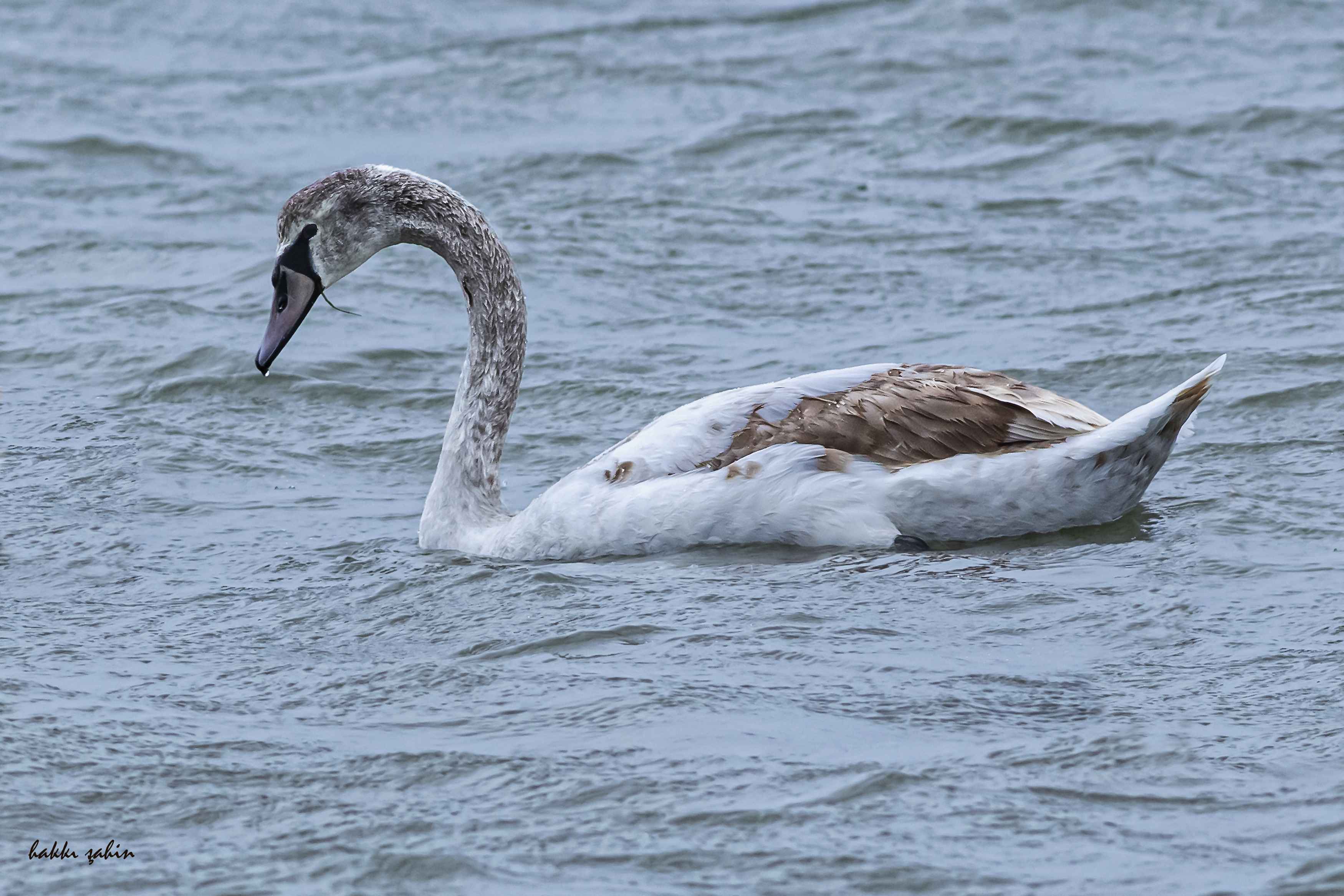 Mute Swan